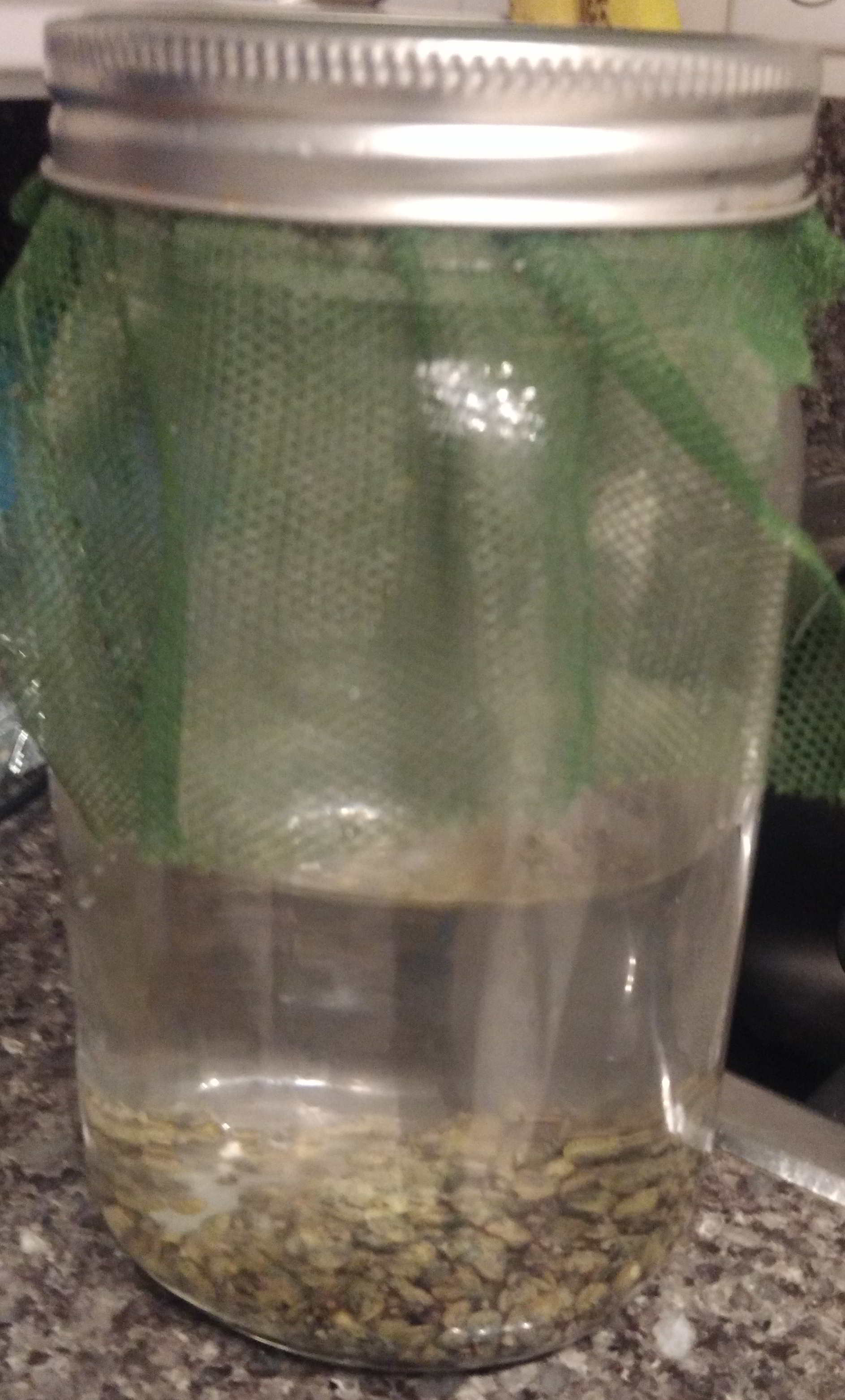 Lentilles dans l'eau