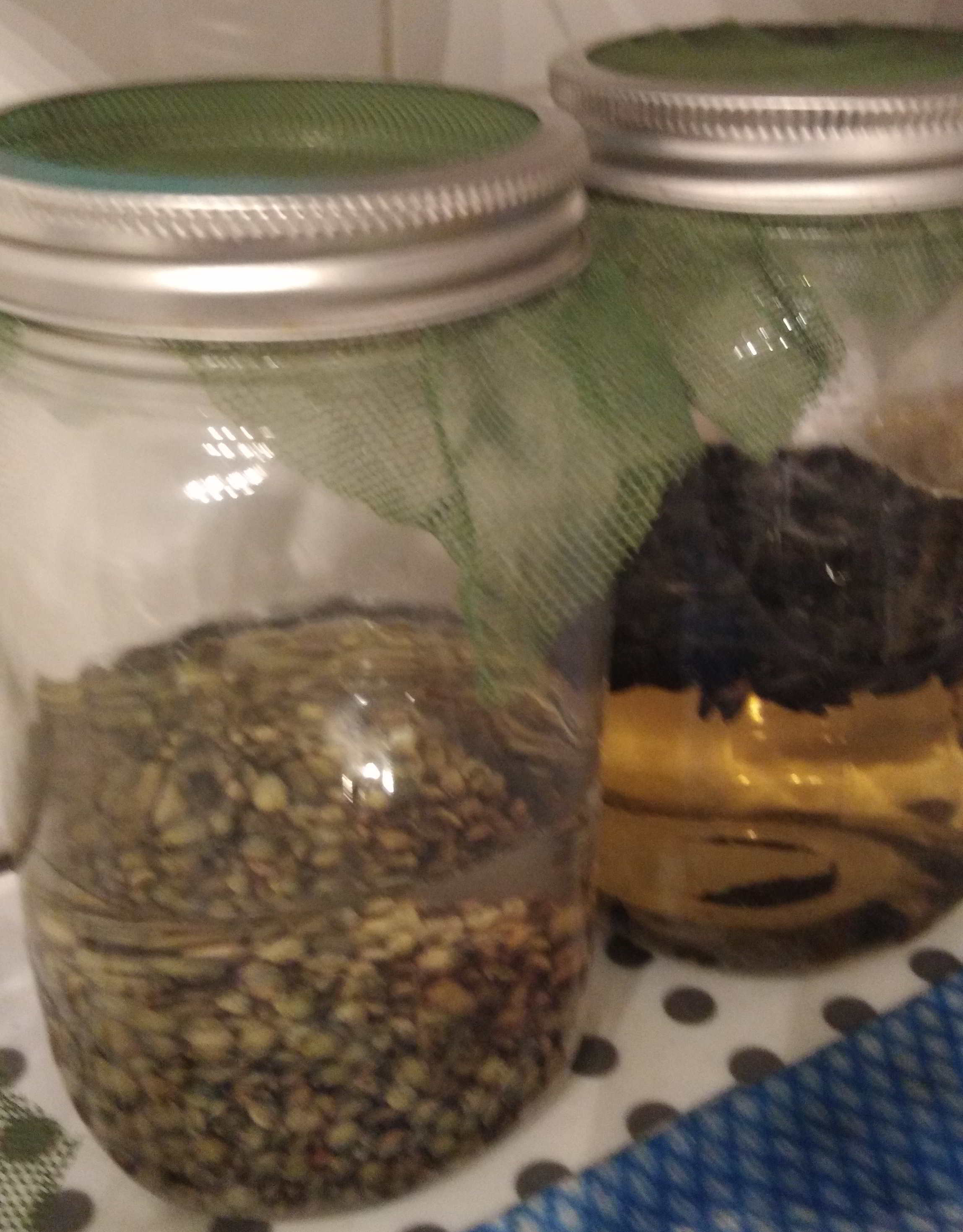 Lentilles dans l'eau