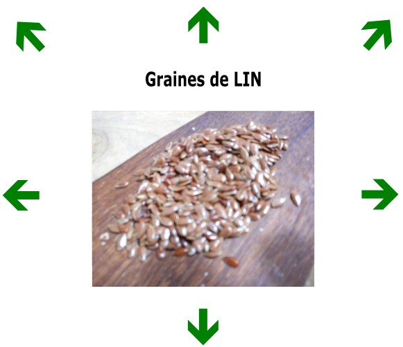 Graines de LIN