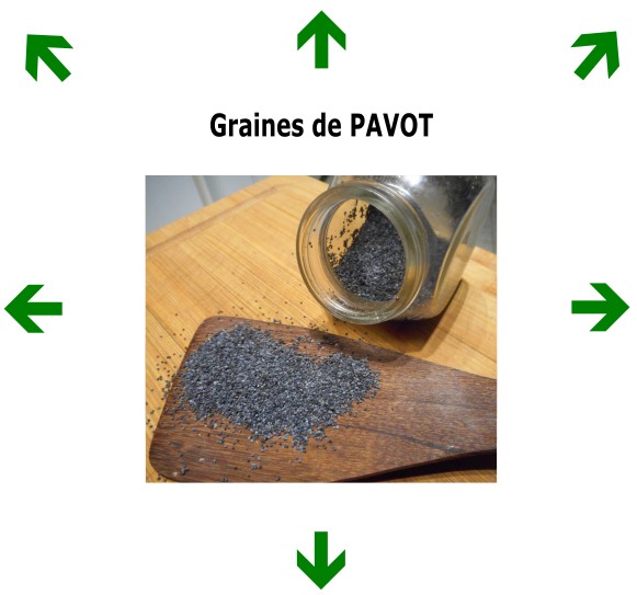 Graines de PAVOT