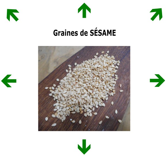 Graines de SESAME