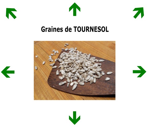 Graines de TOURNESOL