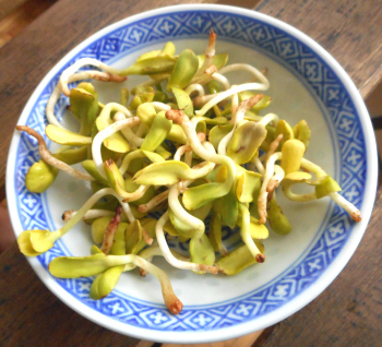 Carole Aversa, Naturopathe N.D.